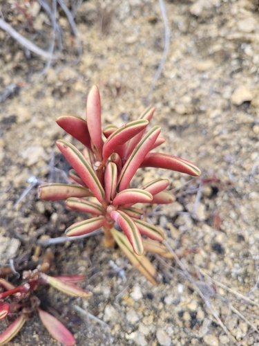 Peperomia graveolens, photograph 4