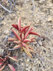 author not stated, no rights reserved Peperomia graveolens, photograph author not stated, no rights reserved