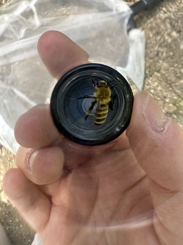 Hairy-banded Mining Bee photo 4