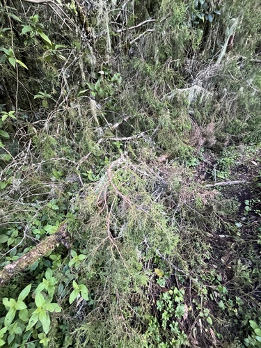 African juniper (Juniperus procera)