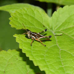 Phaedrotettix