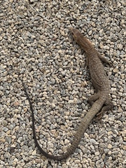 Varanus tristis