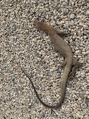 Varanus tristis