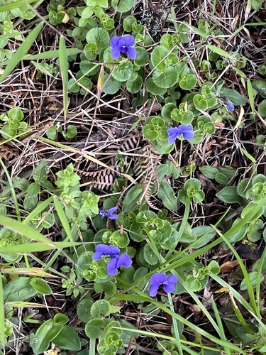 Viola eminii