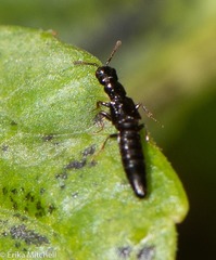 Oxybleptes