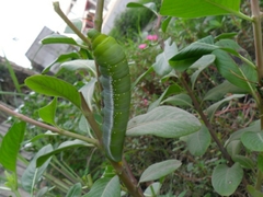 Daphnis nerii