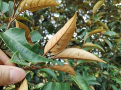 Styrax suberifolius