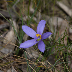 Cheiranthera alternifolia