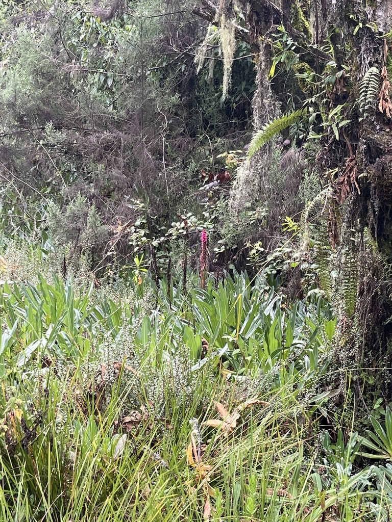 Satyrium crassicaule