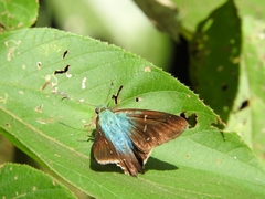 Thorybes egregius egregius