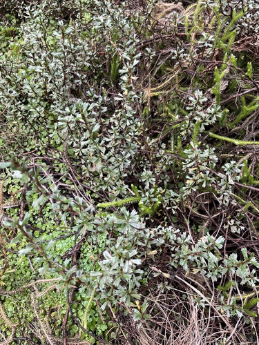 Alchemilla elgonensis