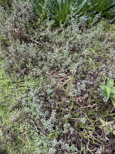 Alchemilla elgonensis