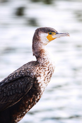 Phalacrocorax carbo