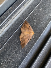 Tetracis jubararia
