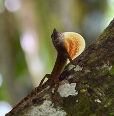 Anolis allogus