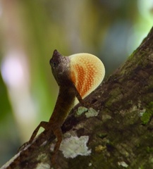 Anolis allogus