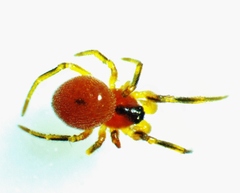 Thymoites unimaculatus