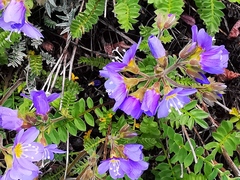 Polemonium boreale