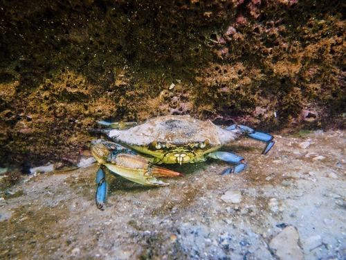 Atlantic Blue Crab, photo 10 of 10