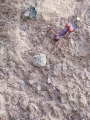 Atta laevigata