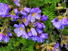 Polemonium boreale