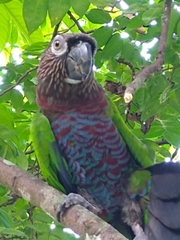 Deroptyus accipitrinus