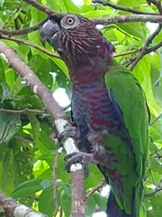 Deroptyus accipitrinus