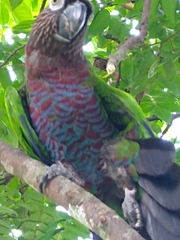 Deroptyus accipitrinus