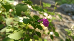 Scutellaria seleriana