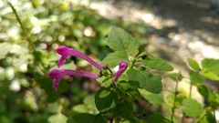 Scutellaria seleriana