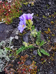 Polemonium boreale