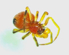 Thymoites unimaculatus