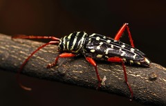 Placosternus erythropus