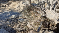 Matelea parvifolia