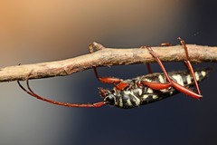 Placosternus erythropus