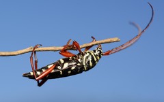 Placosternus erythropus