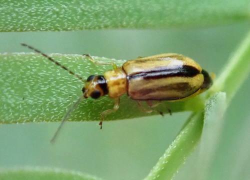 Monolepta froggatti · iNaturalist