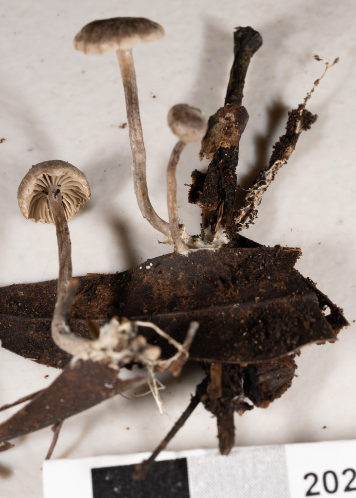 Rhodocybe iti · May 2025 · photo: © cooperj (iNaturalist, cc0)