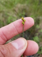 Carex heleonastes