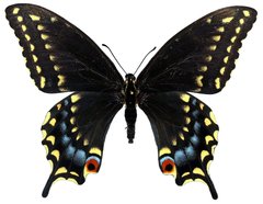 Papilio machaon bairdii
