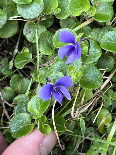 Viola eminii