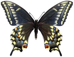 Papilio machaon bairdii