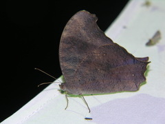 Melanitis leda bankia