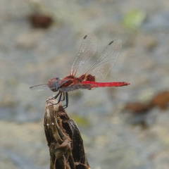 Aethriamanta circumsignata