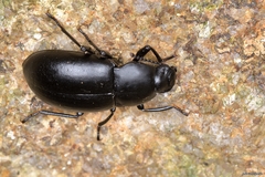 Coelometopus clypeatus