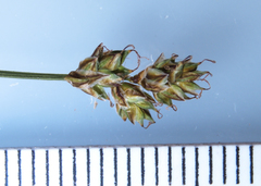 Carex heleonastes