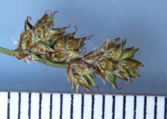 Carex heleonastes