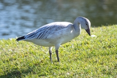 Anser caerulescens caerulescens