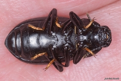 Coelometopus clypeatus