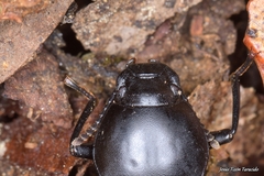 Coelometopus clypeatus